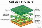 <p>The rigid outer layer of a plant cell that provides support and protection, composed mainly of cellulose. </p>