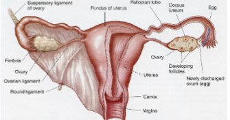 <ul><li><p>Vagina</p></li><li><p>Uterus</p><ul><li><p>Cervix</p></li></ul></li><li><p>Fallopian tubes</p></li><li><p>Ovary</p><ul><li><p>Site of oogenesis</p></li></ul></li></ul>
