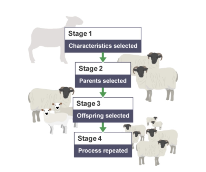 <p>What is the name of the process shown below?</p>