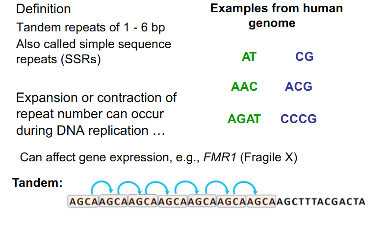 <p>- occur from DNA 1-100+ bp in length</p><p>- often occur directly adjacent to eachother (in tandem)</p><p>- also called simple sequence repeats (SSRs)</p><p>- Expansion or contraction of repeat number can occur during DNA replication</p><p>- can affect gene expression. e.g FMR1 (Fragile X)</p><p>- have to rmbr microsatellites as being tandem (adjacent to eachother) repeats of 1-6bp. microsatellites are also called SSRs</p>