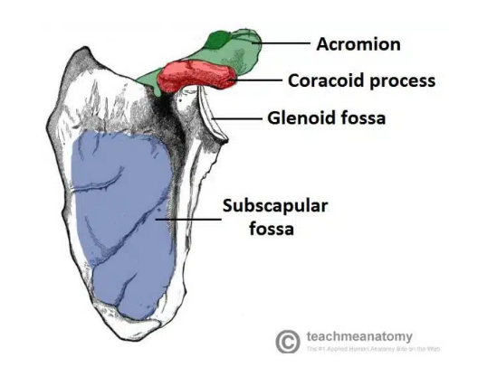 <p><u>The Shoulder Girdle:</u></p><ul><li><p>What does the <strong>Acromion</strong> of the <strong>scapula</strong> articulate with and form?</p></li><li><p>What does the <strong>Glenoid Cavity</strong>&nbsp;of the <strong>scapula</strong> articulate with and form?</p></li></ul><p></p>