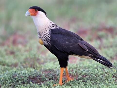 <p>Falcon-like scavenger with orange face, black crown, white tipped beak</p>