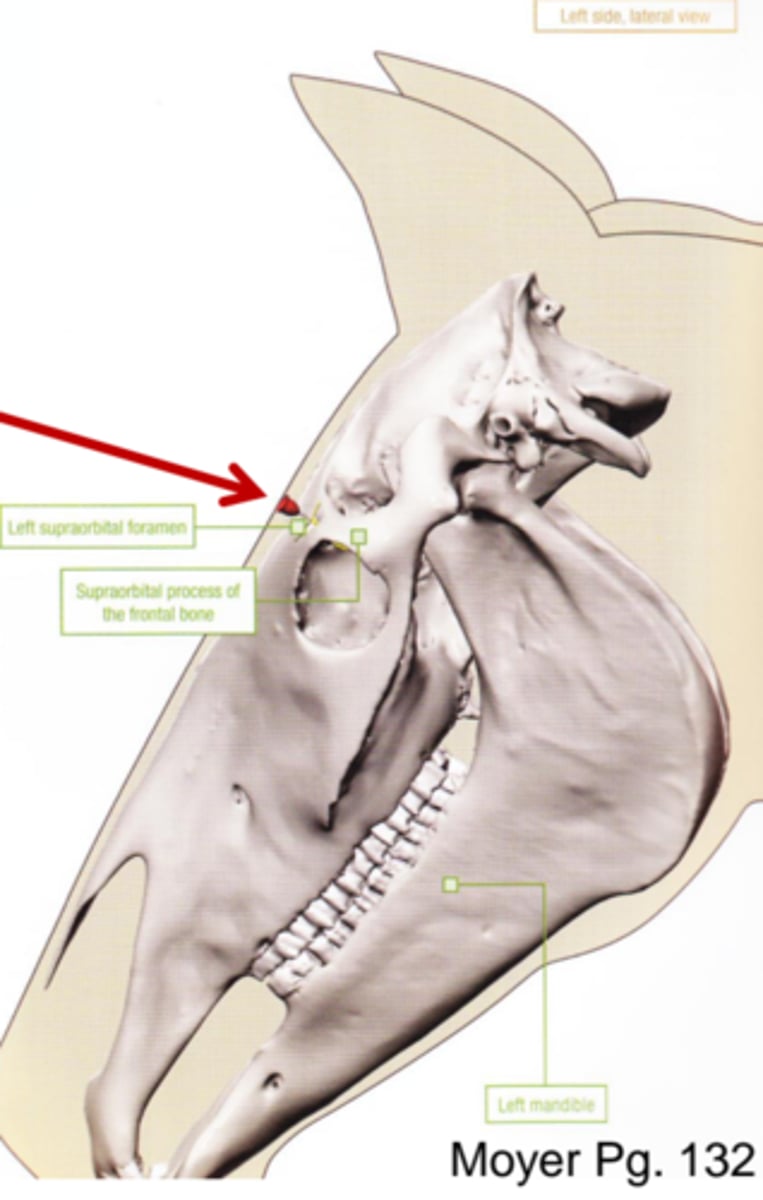 <p>What nerve is the red arrow pointing to?</p>