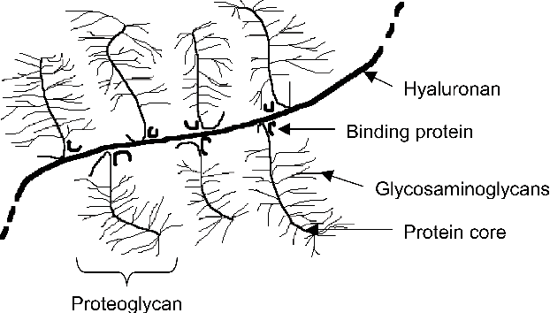 <p><strong>Hyaluronan</strong> är en stor <strong>osulfaterad</strong> GAG. Det är en viktig space-filler och kan motstå stort tryck. Det finns i brosk till exempel. Eftersom de är så stora spinns de ut direkt i ECM. </p>