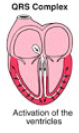 <p>signal travels through Pukinje fibers to cause the ventricles to contract</p>