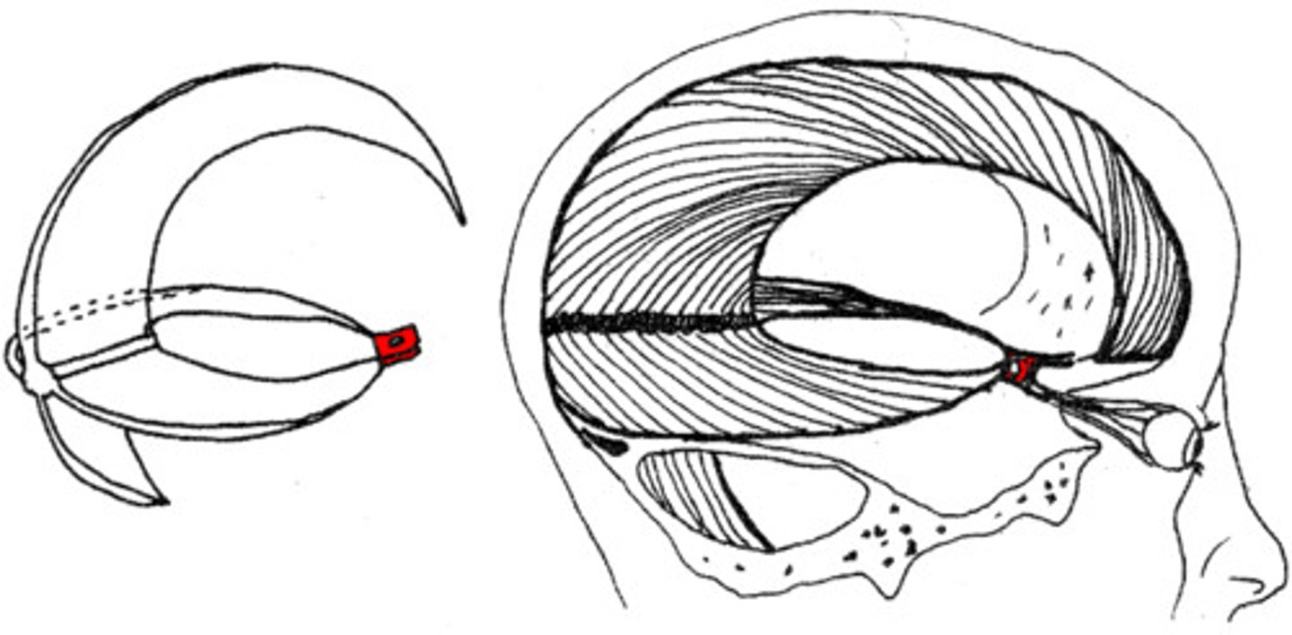 <p>smallest of the dural folds that is a round horizontal sheet that forms a roof over the sella turcica</p><p>has a hole in its center that allows the pituitary stalk to run through the this fold on its way from the hypothalamus to attach to the pituitary gland</p>