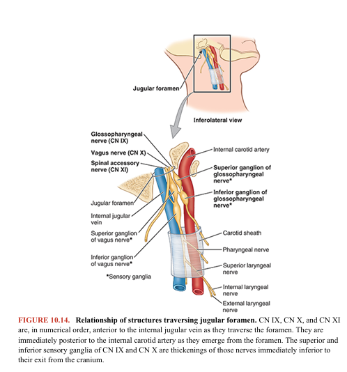 <p>Functions: sensory—somatic (general) sensory, special sensory (taste), and visceral sensory; motor—somatic (branchial) motor and visceral (parasympathetic) motor for derivatives of the 3rd pharyngeal arch. Nuclei: Four nuclei in the medulla send or receive fibers via CN IX: two motor (nucleus ambiguus and inferior salivary nucleus) and two sensory (sensory nuclei of the trigeminal nerve [CN V] and nuclei of the solitary tract). Three of these nuclei (in italics) are shared with CN X (Fig. 10.6). The glossopharyngeal nerve (CN IX) emerges from the lateral aspect of the medulla and passes anterolaterally to leave the cranium through the anterior aspect of the jugular foramen (Figs. 10.13 and 10.14). At this foramen are the sensory superior and inferior ganglia of CN IX, which contain the pseudounipolar cell bodies for the afferent components of the nerve. CN IX follows the stylopharyngeus, the only muscle the nerve supplies, and passes between the superior and middle pharyngeal constrictor muscles to reach the oropharynx and tongue. It contributes sensory fibers to the pharyngeal plexus of nerves. CN IX is afferent from the tongue and pharynx (hence its name) and efferent to the stylopharyngeus and parotid gland.</p>
