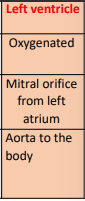 <p>left atrium : come from 4 pulmonary veins and go to left ventricle through the mitral orifice</p><p>coronary sinus : they terminate at right atrium</p><p>left ventricle : photo</p>