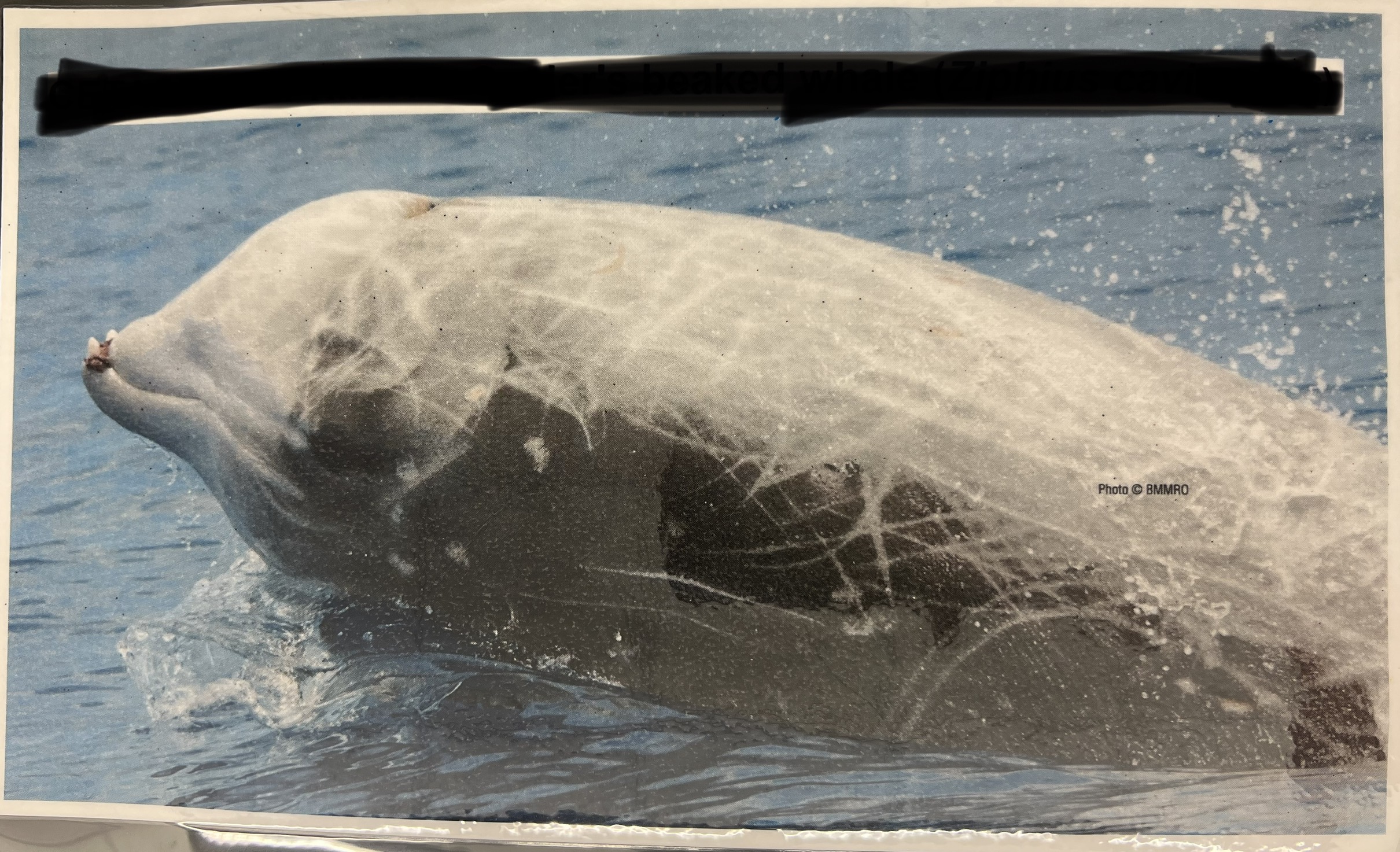 <p>Parvorder and Family?</p>