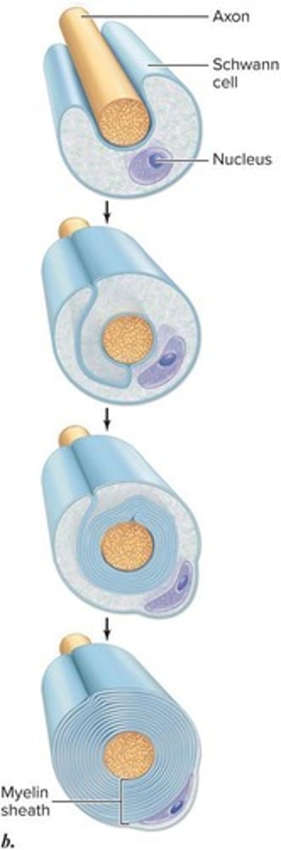 <p>Myelin sheaths surrounding axons.</p>