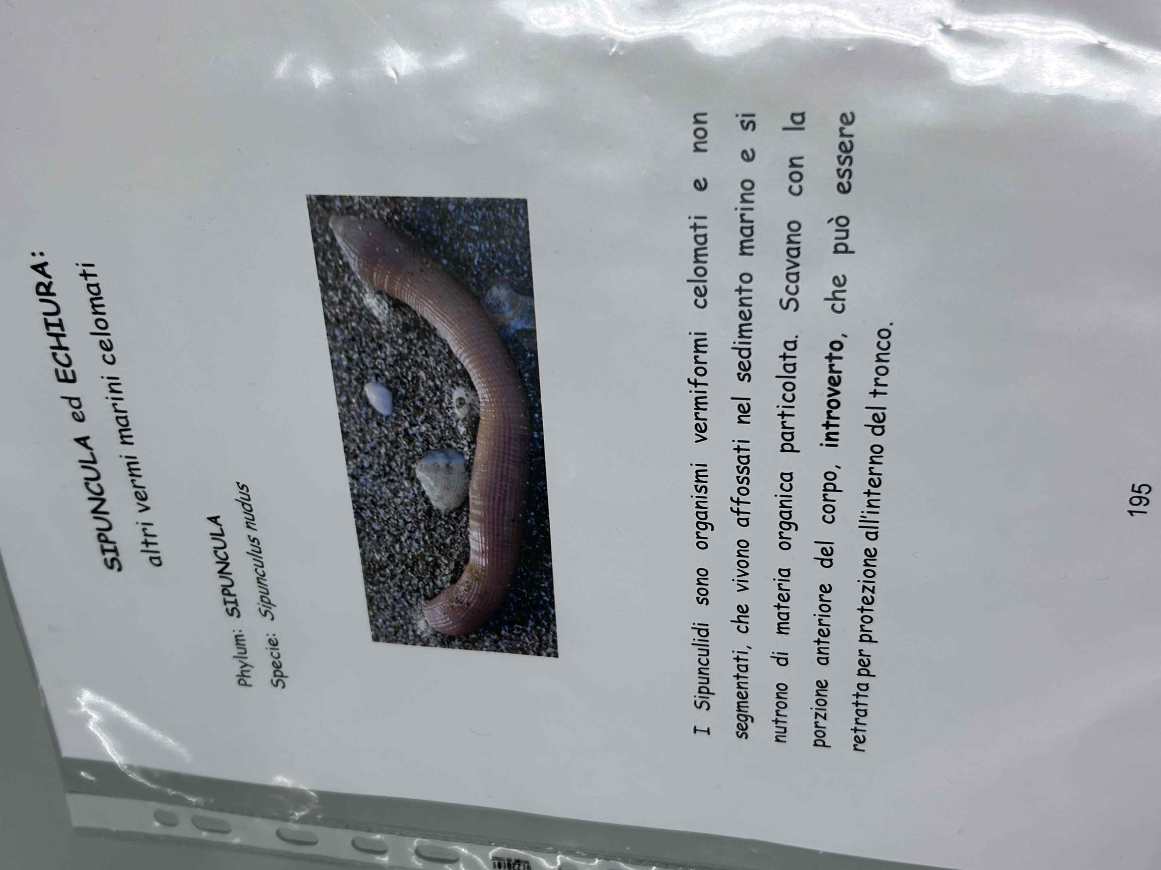 <p>Anellidi</p><p>Clitellati</p><p>Policheti</p><p>Phylum sipuncula</p><p>Sipunculus nudus</p>