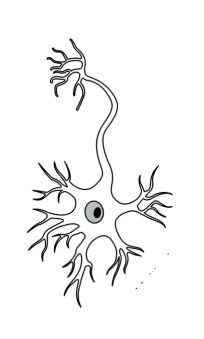 <p>What type of neuron is this?</p>