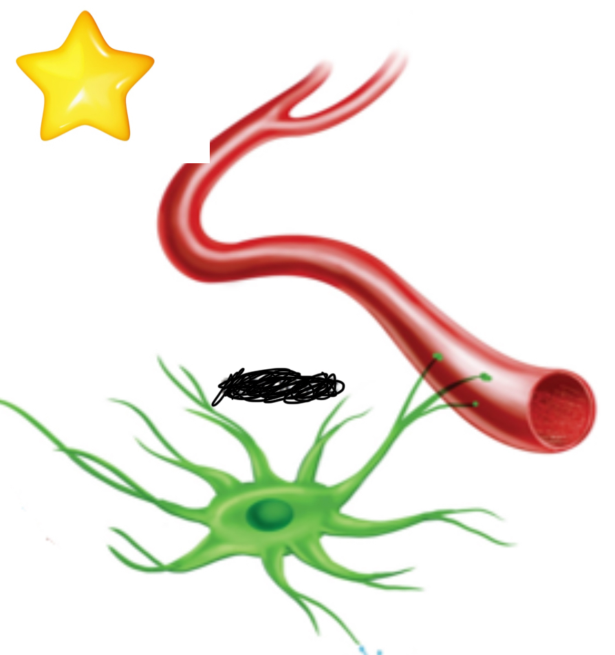 <p>What cell is this?</p>