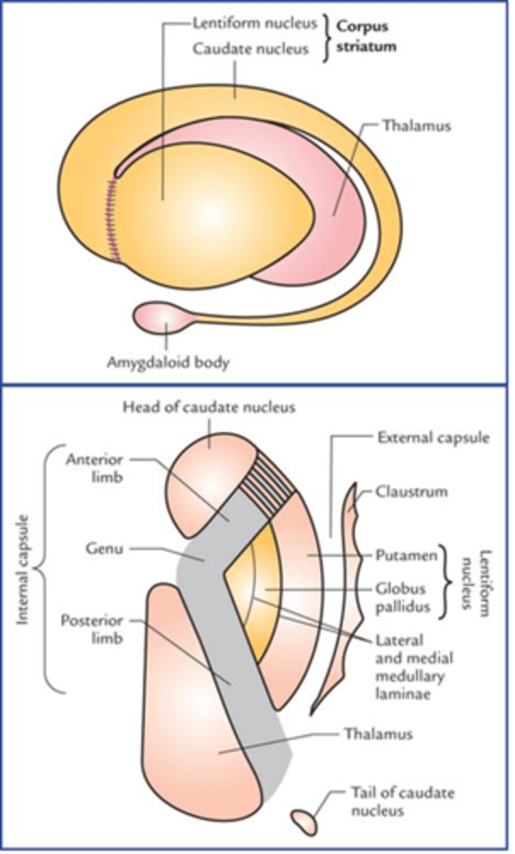 <p>jądro soczewkowate i jądro ogoniaste</p><p>jądro soczekowate = skorupa i gałka blada</p><p>skorupa + jądro ogoniaste = prążkowie</p>