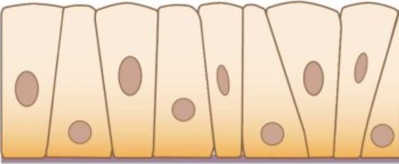 <p><span style="font-family: &quot;Times New Roman&quot;, serif;">Appears multi-layered but all touch basement membrane, </span><span>although not all cells reach the apical surface.</span></p>