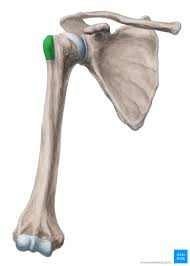 <p>Large bump on the side (lateral) of humerus near the head.</p><p></p>