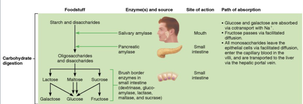 <ol><li><p><strong><mark data-color="green" style="background-color: green; color: inherit;">BEGINS</mark></strong> with the <span style="color: purple;"><strong><mark data-color="purple" style="background-color: purple; color: inherit;"><span>mouth</span></mark></strong></span> as <span style="color: green;"><strong><span>salivary amylase</span></strong></span> splits <span style="color: blue;"><strong><mark data-color="blue" style="background-color: blue; color: inherit;"><span>Polysaccharides</span></mark></strong></span> into <strong><span>oligosaccharides</span></strong></p><ul><li><p>Starch</p></li><li><p>Glycogen</p></li></ul></li><li><p><span style="color: purple;"><mark data-color="purple" style="background-color: purple; color: inherit;"><span>I</span></mark><strong><mark data-color="purple" style="background-color: purple; color: inherit;"><span>ntestine</span></mark></strong></span>, <span style="color: green;"><strong><span>pancreatic amylase </span></strong></span>breaks down <span style="color: blue;"><strong><span>Polysaccharides</span></strong></span><strong><span> </span></strong><span>→ </span><strong><span>oligosaccharides </span></strong><span>and</span><strong><span> disaccharides</span></strong></p><ul><li><p>Lactose</p></li><li><p>Maltose</p></li><li><p>Sucrose</p></li></ul></li><li><p><span style="color: green;"><strong><span>Brush border enzymes </span></strong></span><span>break</span><strong><span> oligo- and disaccharides </span></strong><span>→ </span><span style="color: red;"><strong><span>Monosaccharides</span></strong></span></p><ul><li><p>Glucose</p></li><li><p>Frutose</p></li><li><p>Galactose</p></li></ul></li><li><p><strong><mark data-color="red" style="background-color: red; color: inherit;"><span>Monosaccharides exit</span></mark><span> </span></strong><span>acrosss the </span><span style="color: purple;"><strong><mark data-color="purple" style="background-color: purple; color: inherit;"><span>basolateral membrane</span></mark></strong></span><span> by </span><span style="color: purple;"><strong><em><u><span>facilitated difussion</span></u></em></strong></span></p></li></ol><p></p>