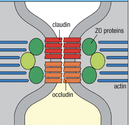 <p>claudin and occludin associated with zonulin(ZO)&nbsp;</p>