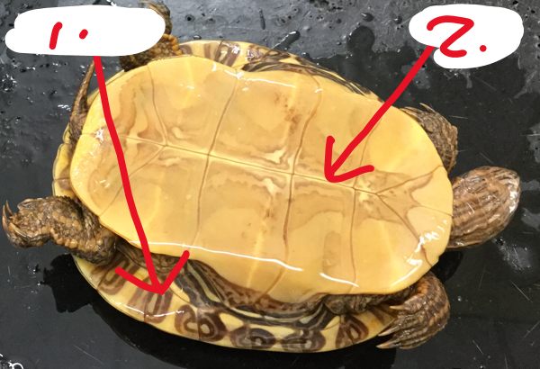 <p>What are these two parts of this turtle?</p>