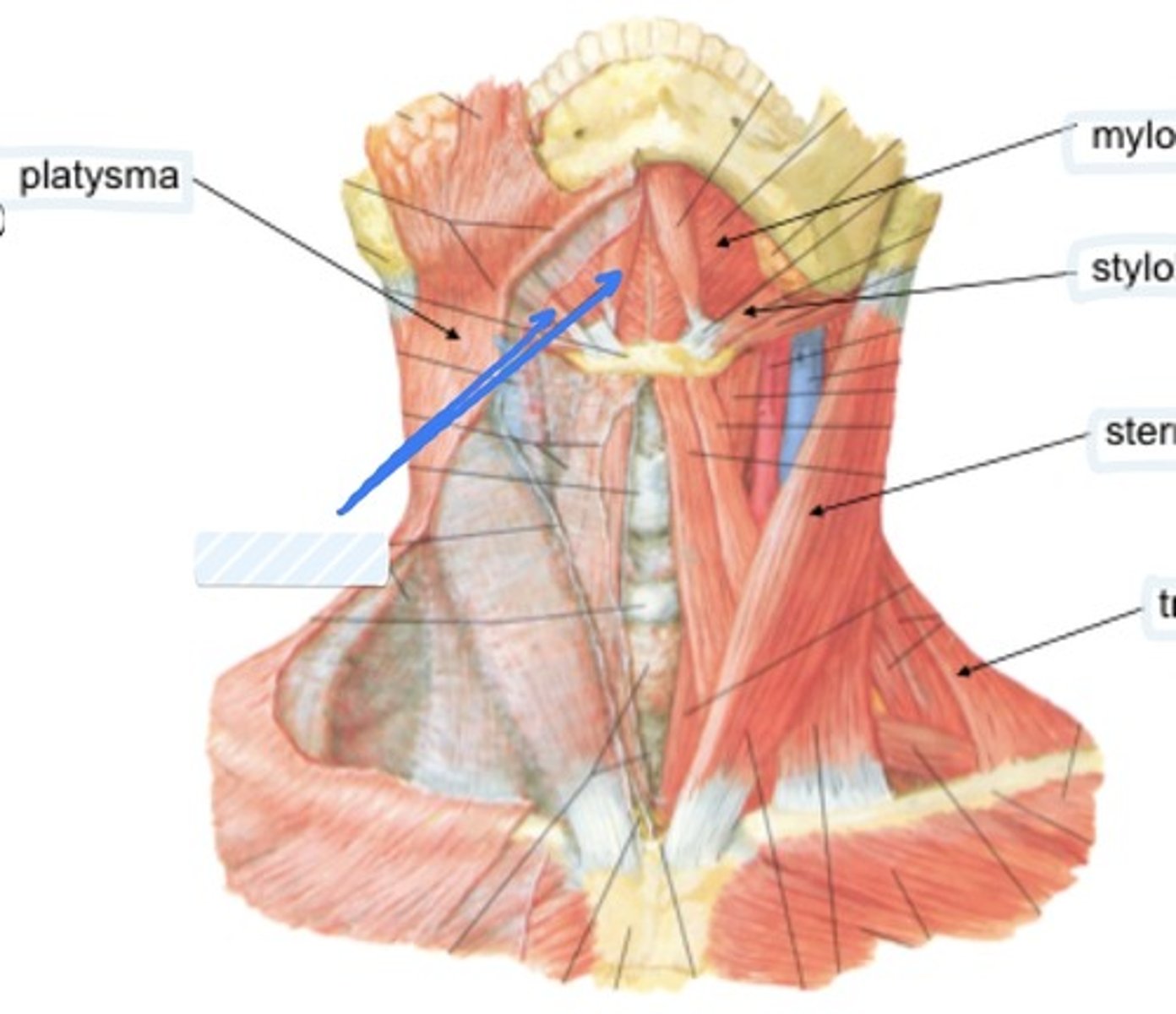 knowt flashcard image