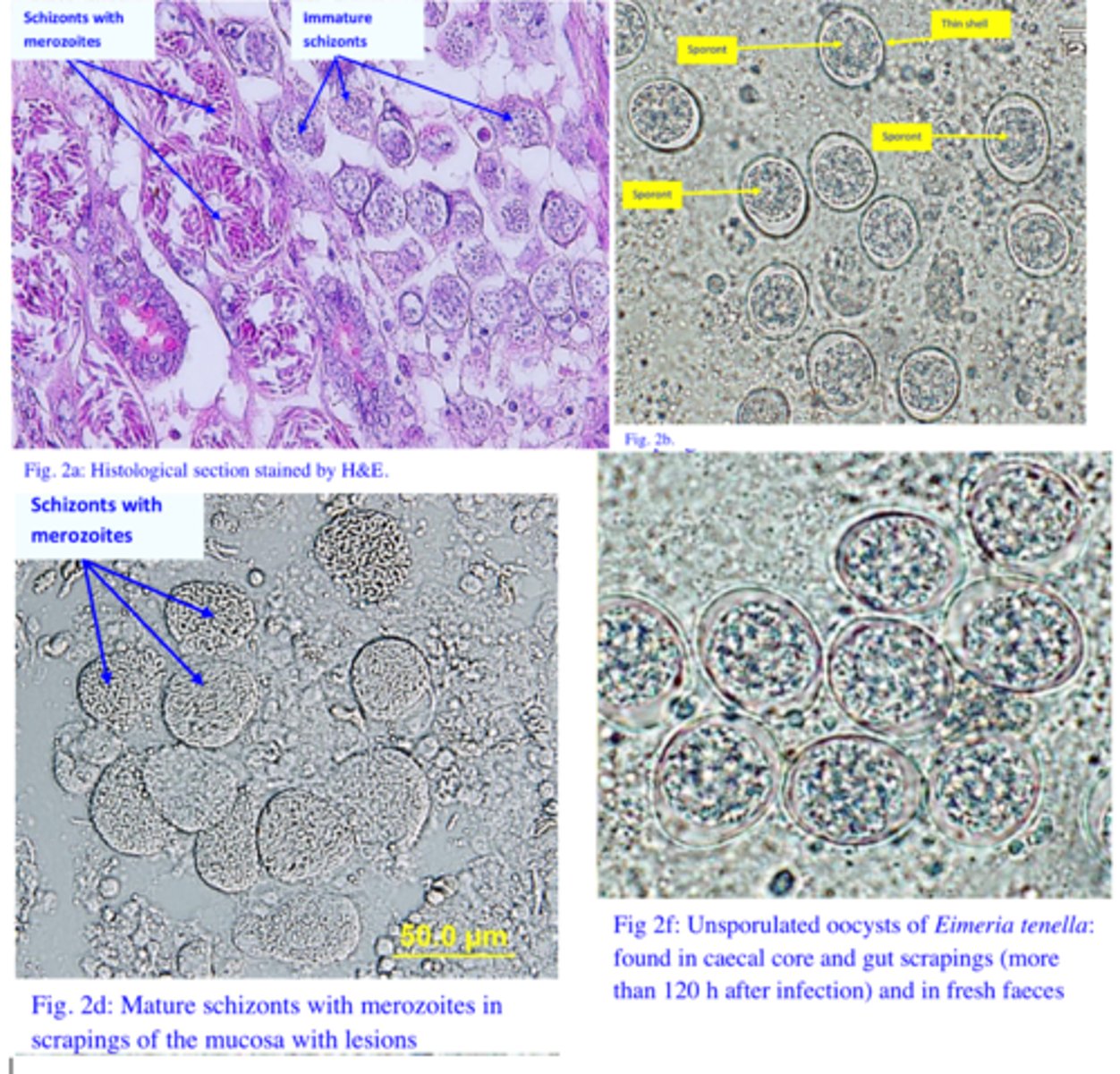 <p>Station 1:</p><p>Q4: The owner of the farm is sending your practice chickens that died because of infection with this parasite and he is asking for a diagnosis. How would you confirm the diagnosis (methods, stages of the parasite you can find, how are you going to identify them) Eimeria tenella</p>