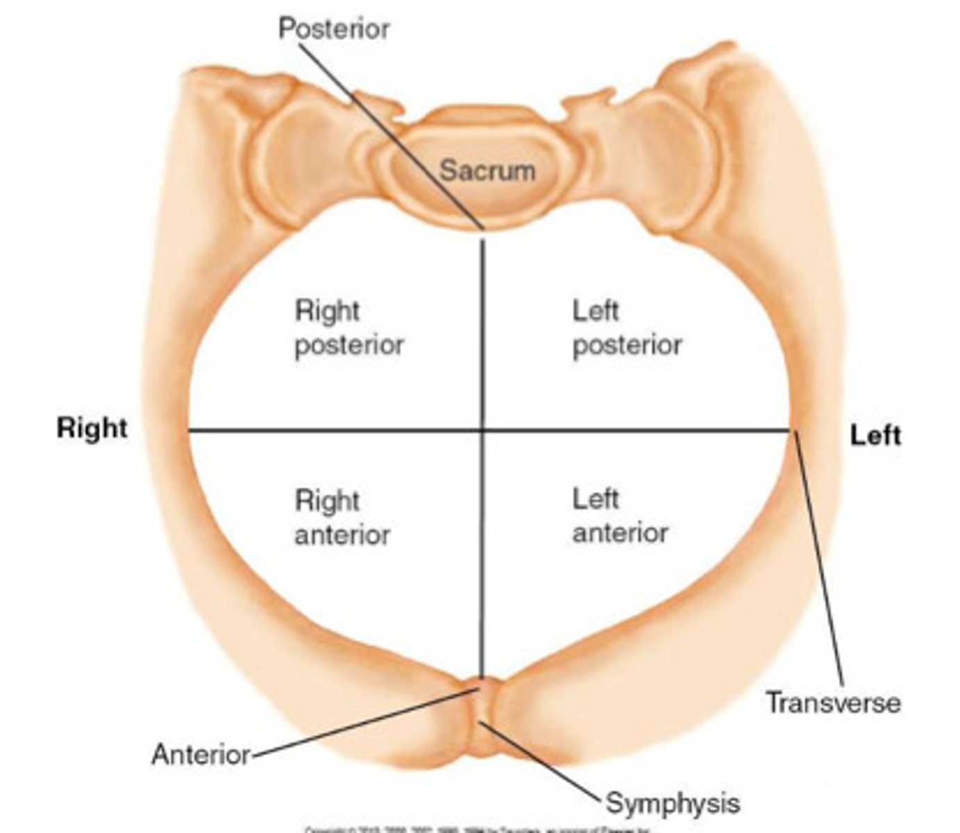 <p>-OA (occiput anterior best- where baby comes out face down), LOA, ROA</p><p>-OT and OP are considered malpositioned</p><p>-palpate the anterior and posterior fontanelles (anterior is bigger and more central)</p>