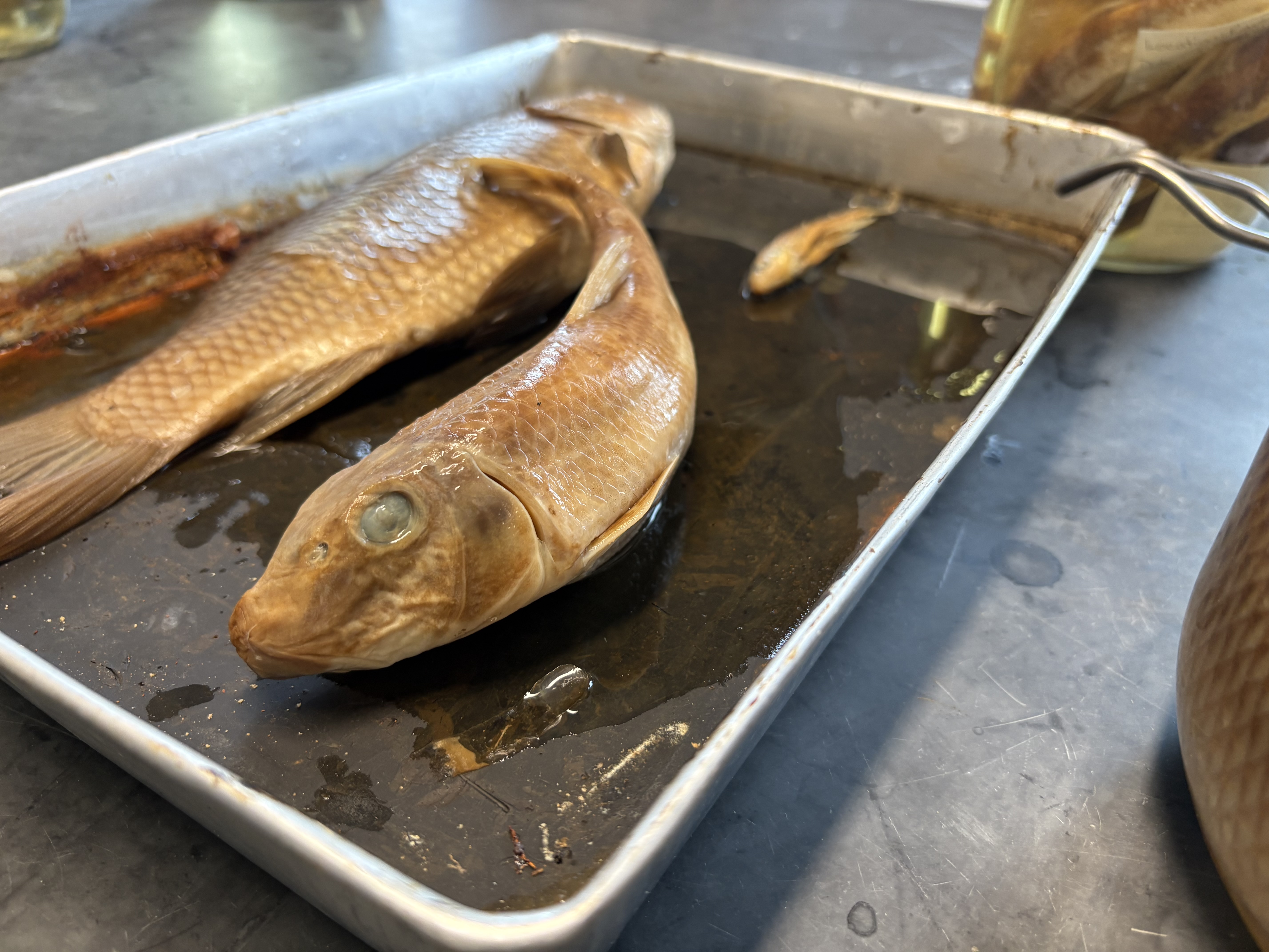 <p>name the superclass, class, subclass, order, and common name of this organism</p>