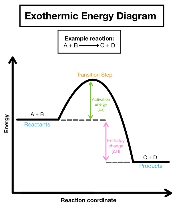 <p>A reaction where energy is transferred to the surroundings.</p><p>→ surroundings temperature increases </p><p>Examples:</p><ul><li><p>combustion, oxidation reactions and neutralisation (acid + alkali) reactions. </p></li></ul>