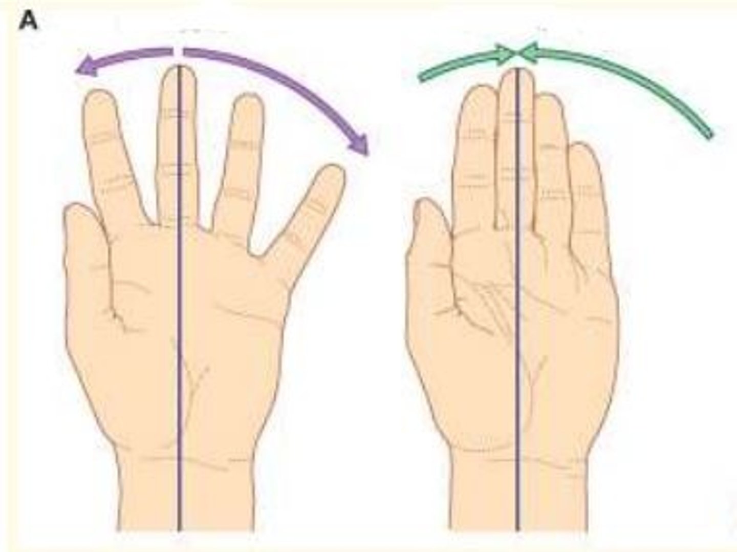 <p>Purple arrow = Abduction</p><p>Green arrow = Adduction</p>