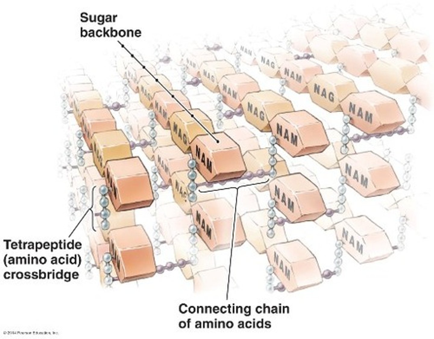 <p>Substance found in the cell walls of bacteria.</p>