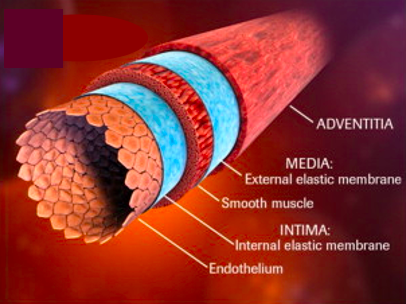 <ul><li><p>adventitia (external)</p></li><li><p>tunica media (middle)</p></li><li><p>tunica intima (inner)</p></li></ul>
