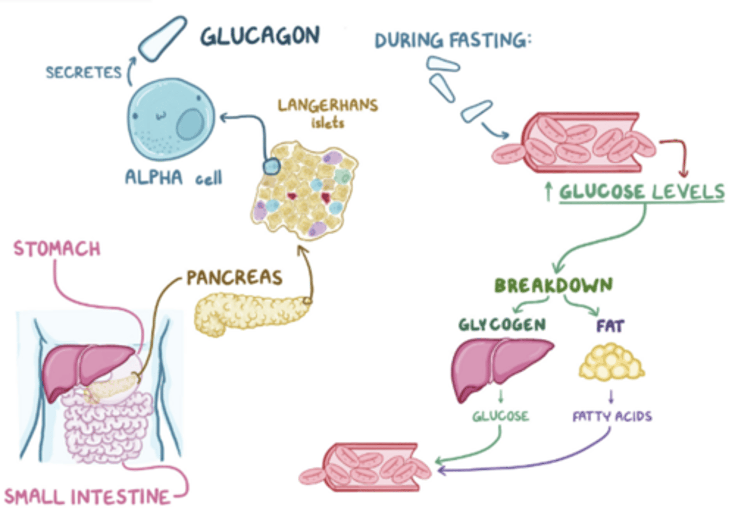<p>glucose lowers and glucagon is released causing increased liver glycogenolysis and gluconeogenesis to elevate blood sugar</p>