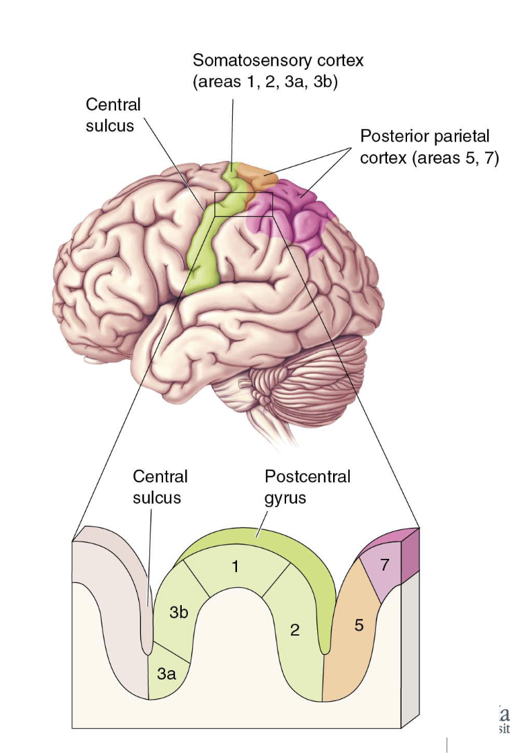 <p>Somatosensory 3a</p><ul><li><p>Dense thalamus input, but more body position</p></li></ul><p>Somatosensory 1 &amp; 2</p><ul><li><p>Receives information from 3b</p></li><li><p>Generally related to texture, size, and shape</p></li></ul><p></p>