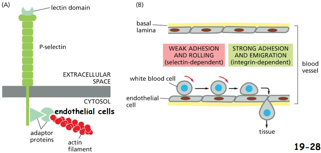 <p>The lectin domains of selectins on endothelial cells lining blood vessels bind specific oligosaccharides of glycoproteins or glycolipids on the extracellular surface of white blood cells with a low affinity (movie 19-2)</p><p>Integrins on white blood cells bind to specific Ig-family proteins (ICAM) on the surface of endothelial cells strongly that enables white blood cells stop and leave the blood-stream</p>