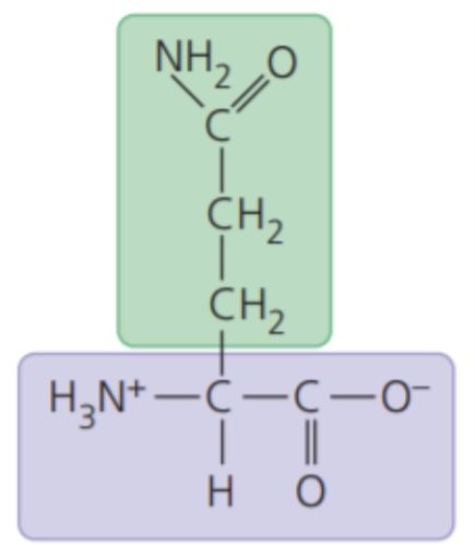 <ul><li><p>polar side chains; hydrophilic</p></li></ul>