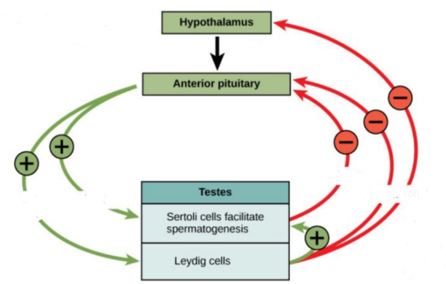 Male reproductive hormones - list and function 
