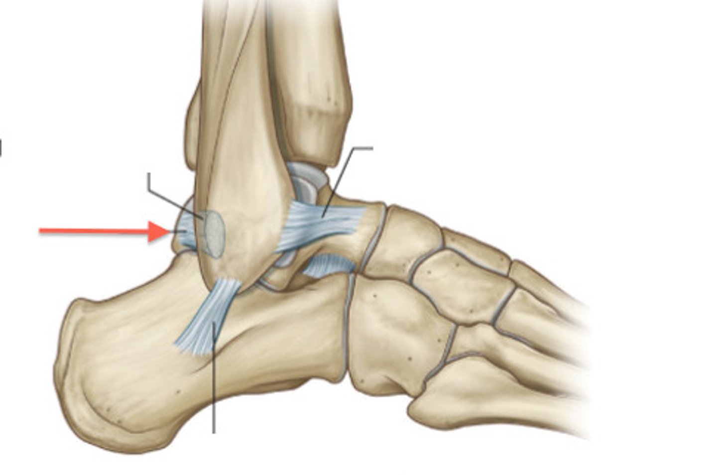 <p>- ligament running from the posterior aspect of the talus to the fibula</p><p>- horizontal band between the posterior talus and fibula</p>