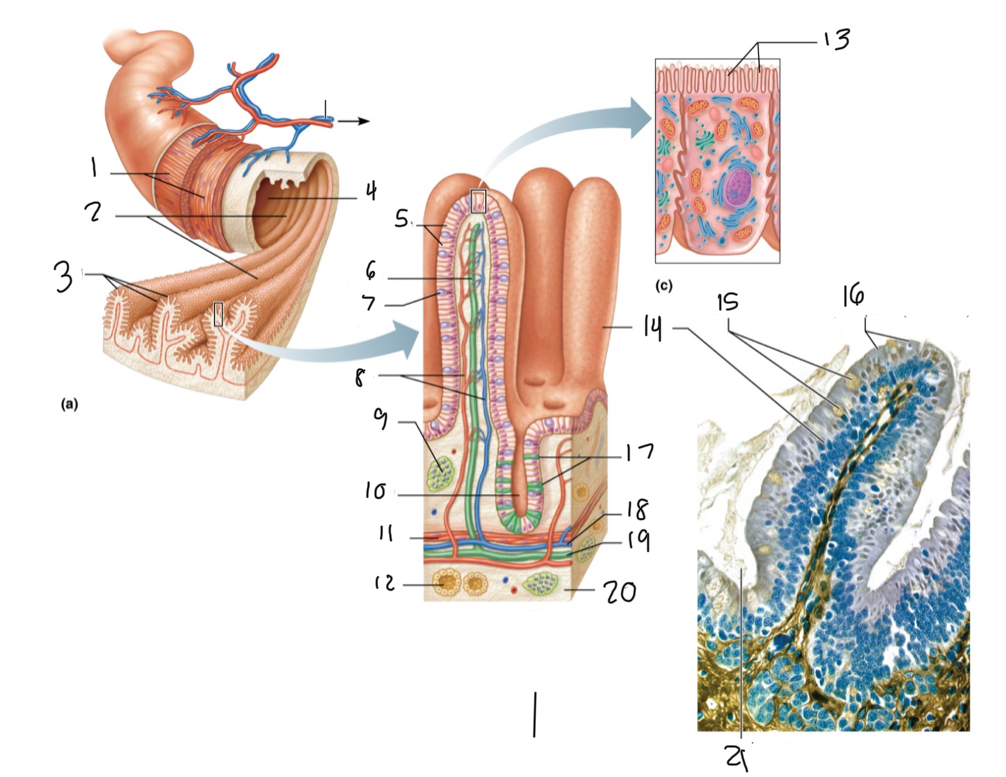 <p>13</p>