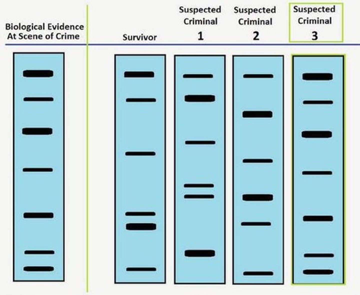 <p>To compare DNA samples from suspects with evidence found at the crime scene.</p>
