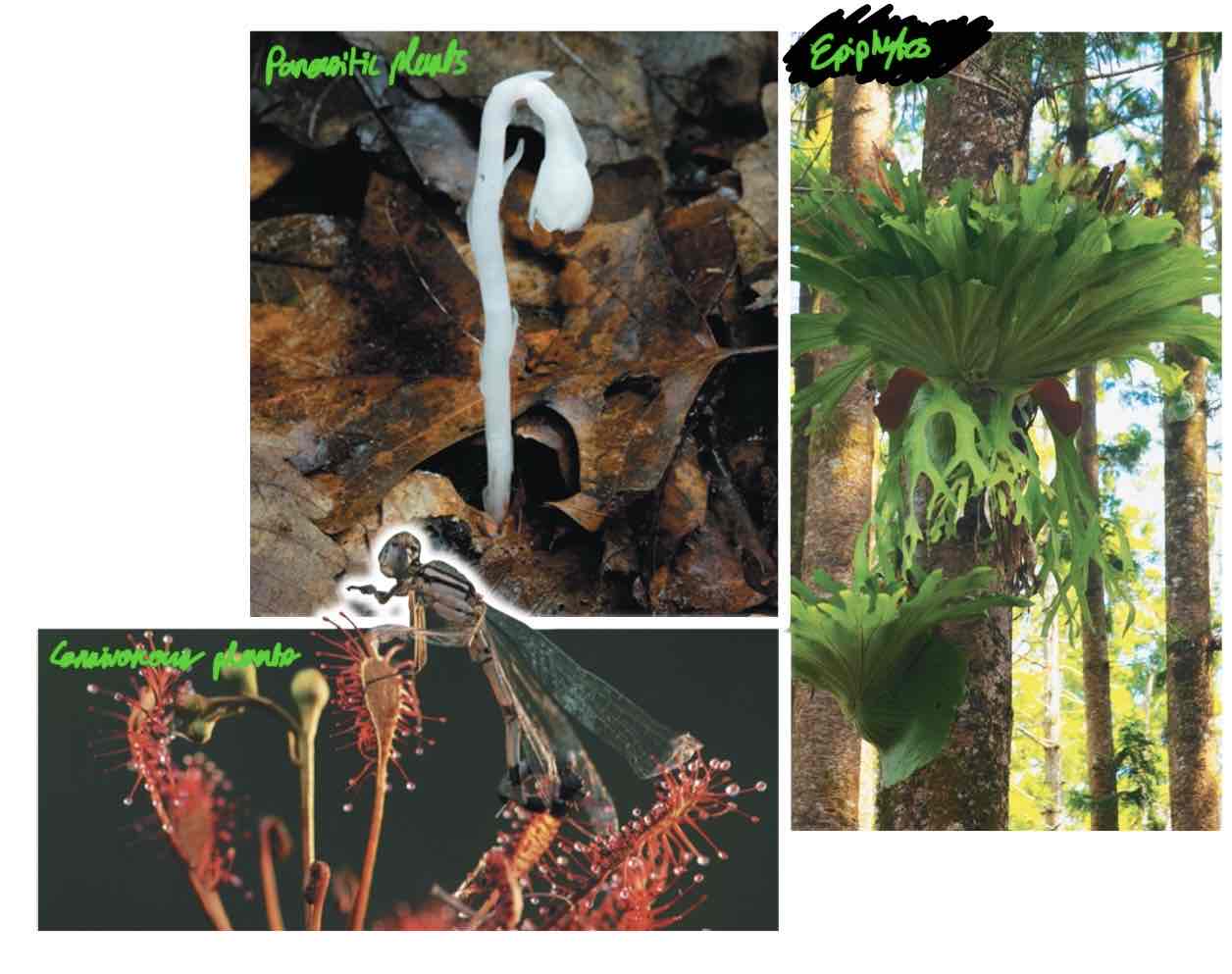 <ul><li><p>Epiphytes, which are plants living on plants with no root or shoot sytem, only having leaves that absorb water themselves. Proteins called aquaporins help get water in.</p></li><li><p>Parasitic plants, which are plants absorbing water, minerals, and sometimes photosynthates from other plants.</p></li><li><p>Carnivorous plants, which are plants on nitrogen-poor soils and eat insects to obtain nitrogen. Digestive enzymes break the insects’ exoskeleton before absorption.</p></li></ul>