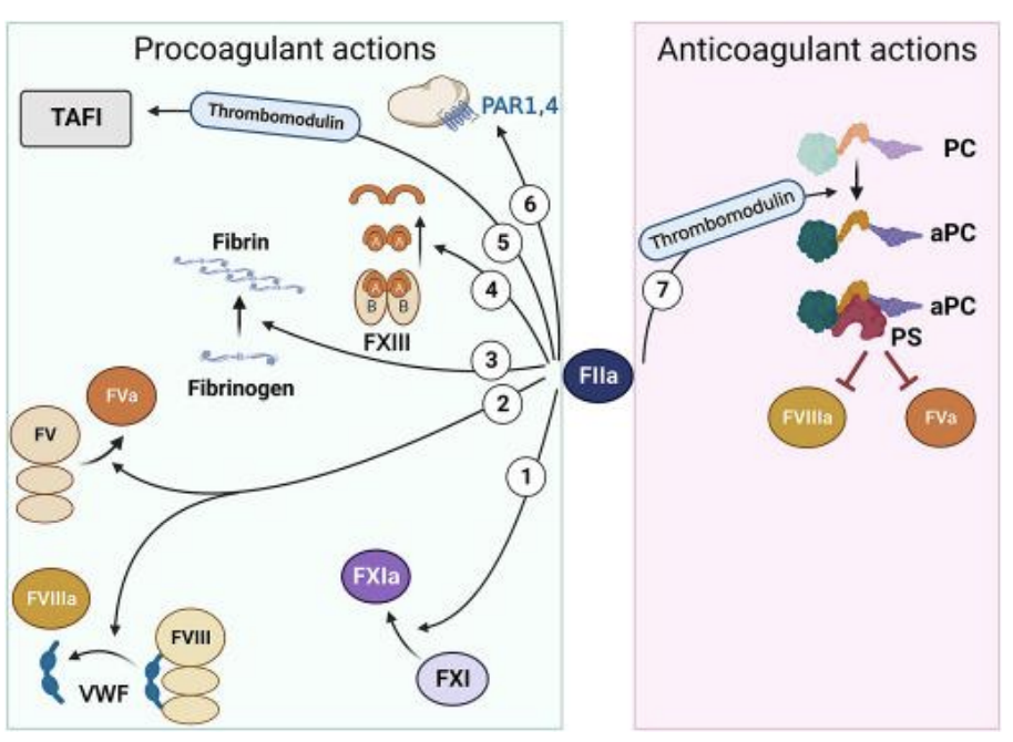 <p>Ela própria é <strong>frenada</strong> de modo a <strong>não degradar a fibrina</strong> demasiado <strong>depressa</strong>, caso isto não aconteça, não dá para o <strong>vaso regenerar</strong></p><p></p><p>Inibidores da fibrinólise:</p><ul><li><p><strong>Inibidores</strong> do tPA e uPA (PAI 1 e 2)</p></li><li><p><strong>Inibidor</strong> da <strong>fibrinólise ativável </strong>pela trombina (TAPI) → complexo produz este inibidor</p></li></ul><p></p>