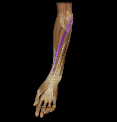 <p>Origins: distal humerus</p><p>insertions: second and third metacarpals</p><p>functions: flexes wrist and abducts hands</p>