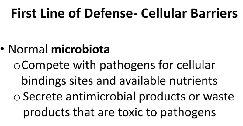 <p>MICROBIATA! </p><ul><li><p>take up space= inhib growth </p></li><li><p>secrete chemicals to kill  </p></li></ul>