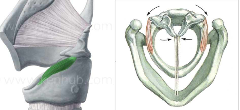 <p>What is this muscle?</p>