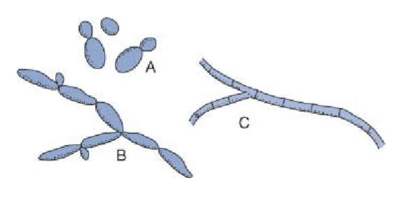 <p>Polymorphic (pseudohyphae, true septate hyphae and budding yeast cells)</p>