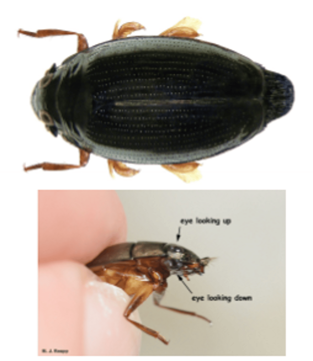 <p>Whirligig beetles</p>