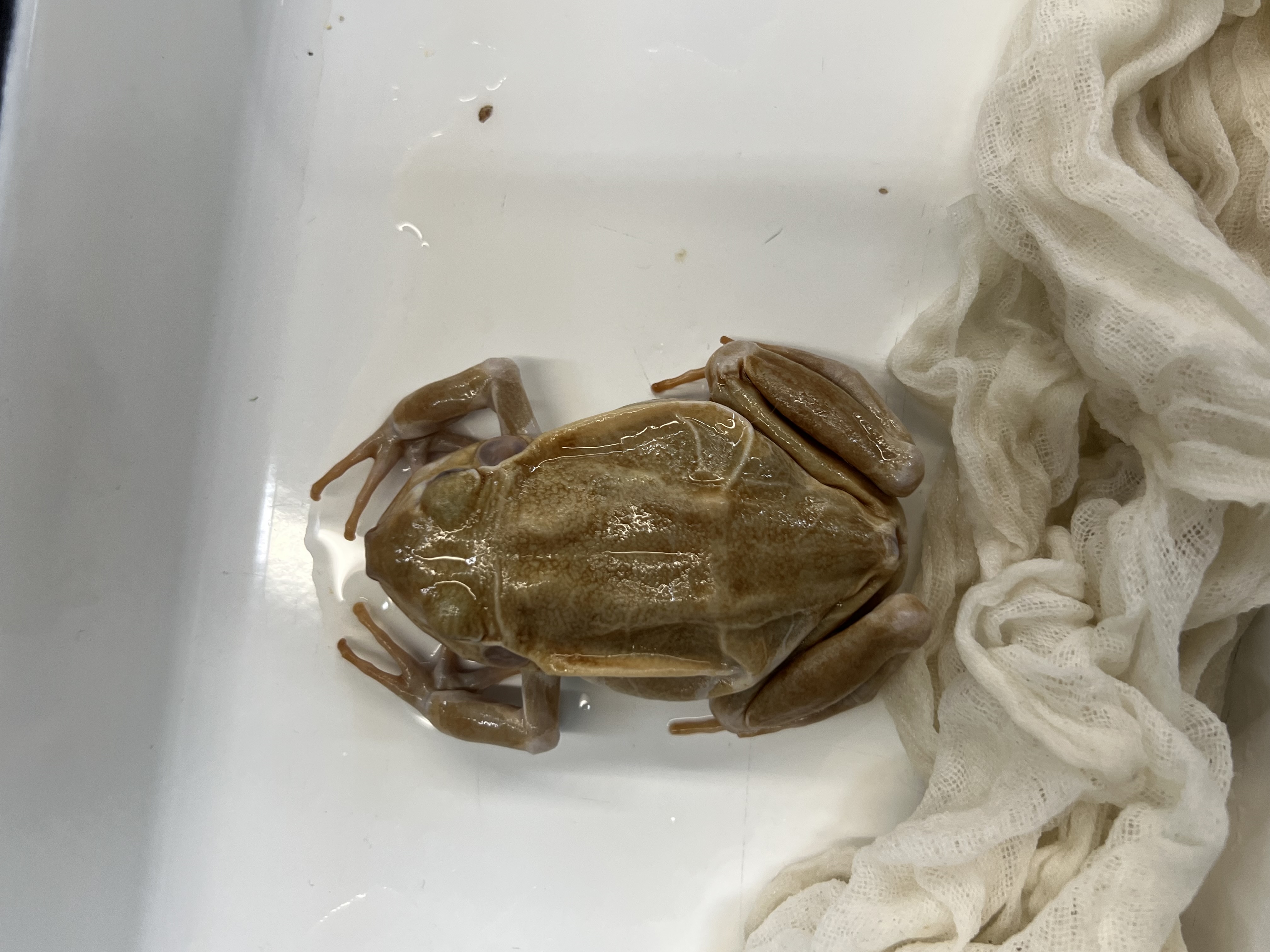 <p>What’s the <strong>common</strong> name?</p>