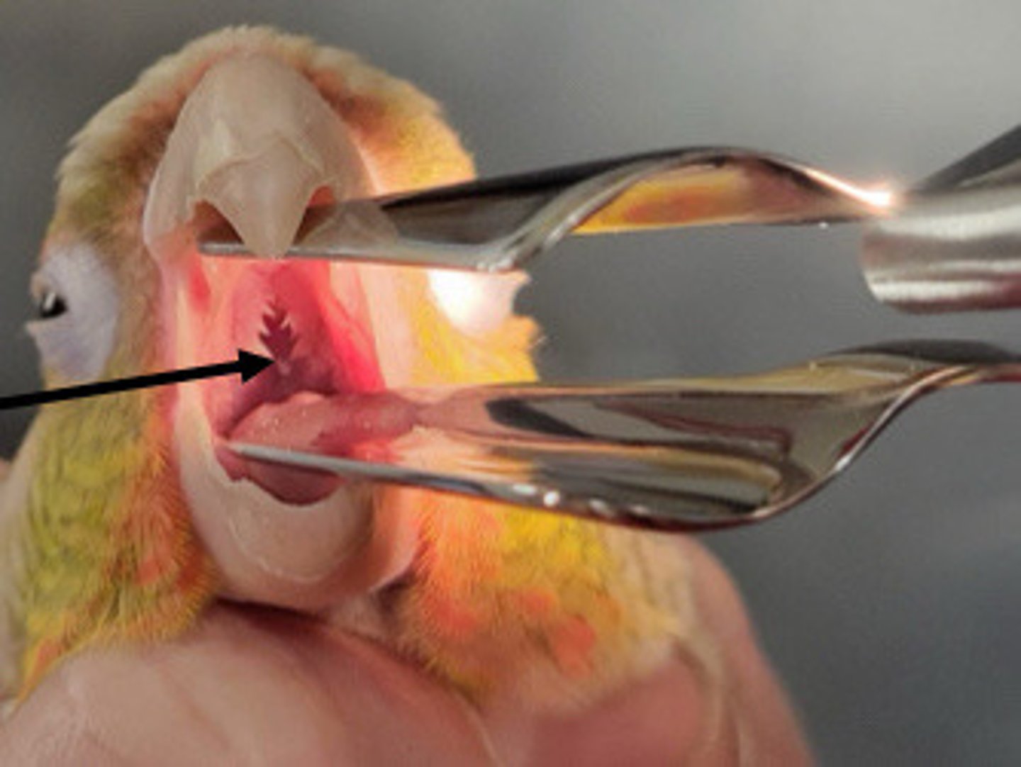 <p>Why do we need to make sure to check birds' choanal papillae in every exam?</p>