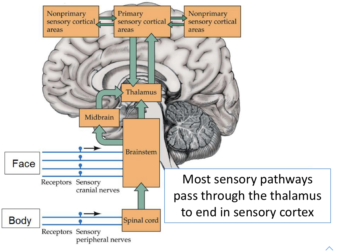 Thalamus; sensory cortex 