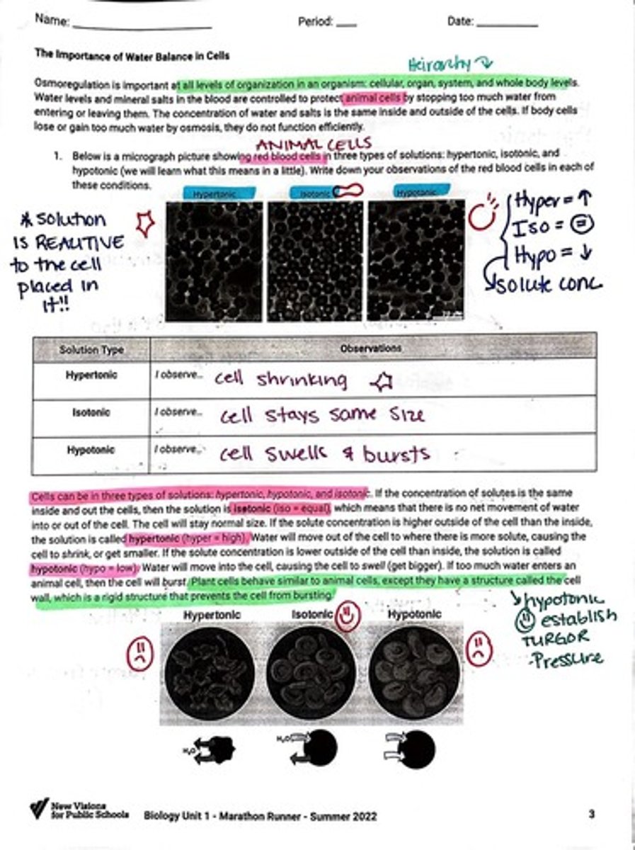 <p>Water moves out of the cell, causing it to shrink.</p>
